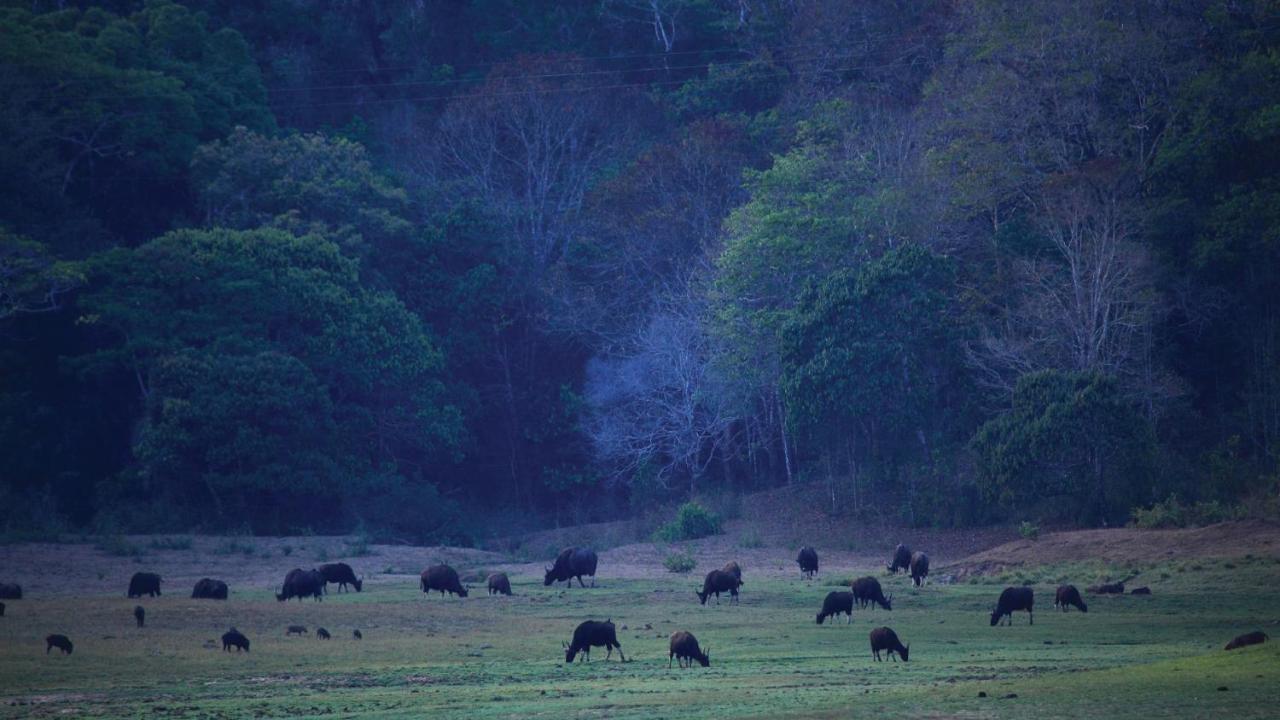 Holiday Inn Cochin, An Ihg Hotel Kochi Exterior photo Gaur grazing in the Bandipur National Park