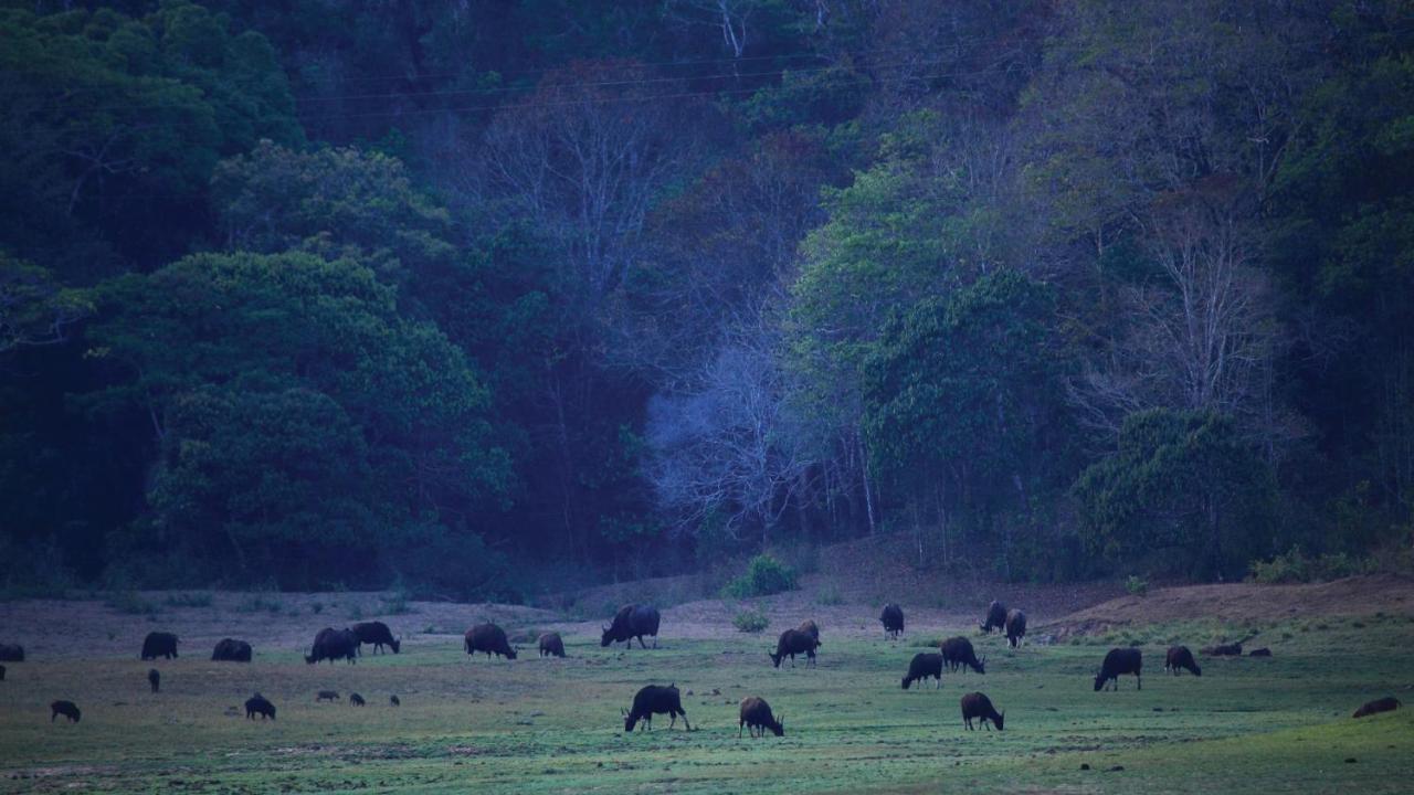 Holiday Inn Cochin By Ihg Kochi Exterior photo Gaur grazing in the Bandipur National Park